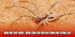 Nằm Mơ Thấy Nhện - Điềm Lành Sắp Đến Hay Cảnh Báo Tương Lai?