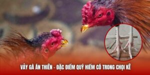 Vảy Gà Án Thiên - Đặc Điểm Quý Hiếm Có Trong Chọi Kê