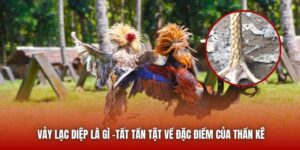 Vảy Lạc Diệp Là Gì -Tất Tần Tật Về Đặc Điểm Của Thần Kê