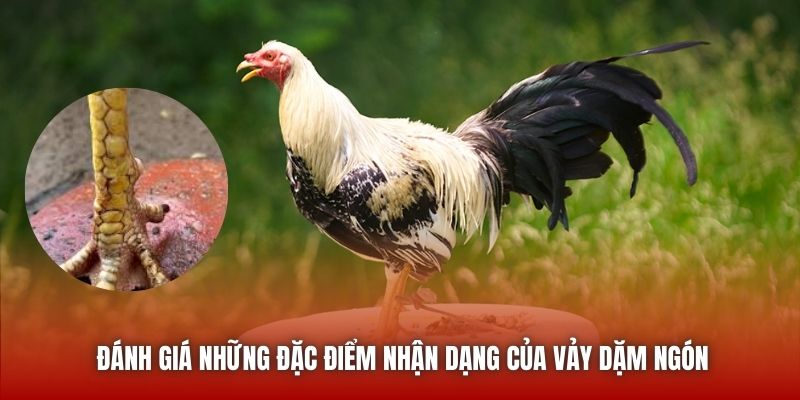 Đánh giá những đặc điểm nhận dạng của vảy dặm ngón