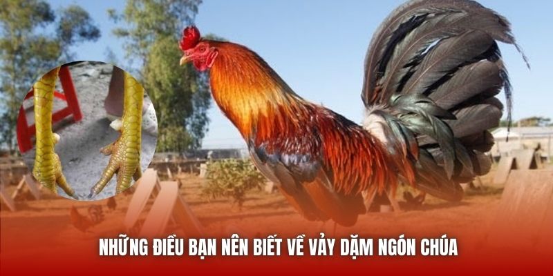 Những điều bạn nên biết về vảy dặm ngón chúa