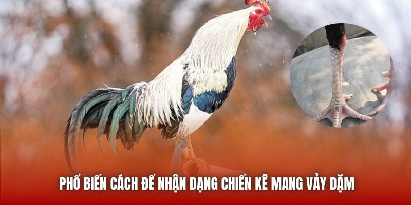 Phổ biến cách để nhận dạng chiến kê mang vảy dặm