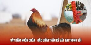 Vảy Dặm Ngón Chúa - Đặc Điểm Thần Kê Bất Bại Trong Sới