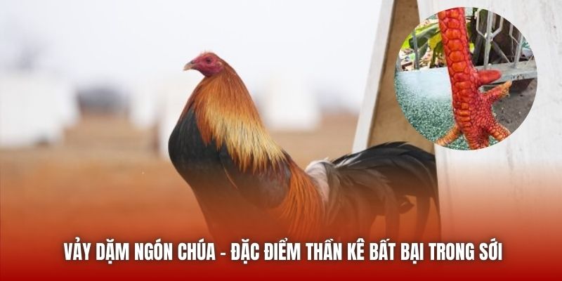 Vảy Dặm Ngón Chúa - Đặc Điểm Thần Kê Bất Bại Trong Sới